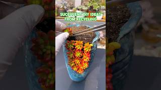 Succulent DIY ideas 多肉植物 다육이들  Suculentas [upl. by Eelinej]