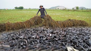 How To Catch Fish Under Grass in Season Dry  Amazing Fishing by Hands in Village [upl. by Feodor693]