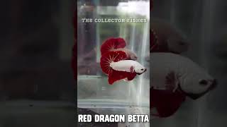 Types of Plakat Betta fishes shorts tamil betta [upl. by Bahe]