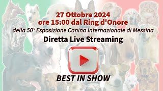 Best in Show 50° Esposizione Internazionale Canina di Messina 27 Ottobre 2024 [upl. by Yral575]