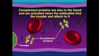 Hemolytic Anemia [upl. by Gensmer]