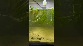 My Brand New Shrimp Tank 🦐 cute animals fish tank [upl. by Noirrad197]