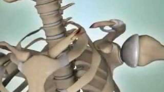 Shoulder Fractures  DePuy Videos [upl. by Gusti]