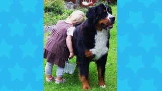 Bernese Mountain Dog caring for the Baby  Dog Loves Baby Videos [upl. by Eatnahc340]