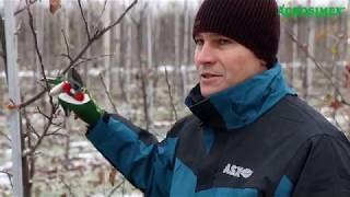 Zimowe cięcie jabłoni  Robert Binkiewicz  Agrosimex [upl. by Jarib]