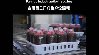 Complete fully automatic mushroom cultivation production line [upl. by Jacinda]