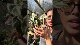 The Difference Between Calathea Stella vs Calathea White Fusion plants prayerplant houseplants [upl. by Redep]