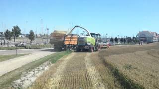 Vergauwe KampP Hakselen van tarwe en triticale Ensilage de ble Claas Jaguar 960 Arion 640 [upl. by Nileak]