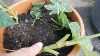 Making more  propagating Fatsia Japonica [upl. by Hobie964]