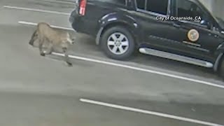 Mountain lion seen prowling city streets in Oceanside California [upl. by Hnao]