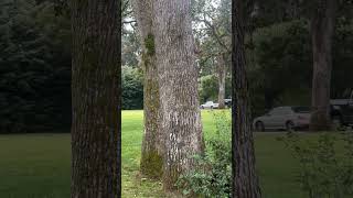 Playing hide and seek with a squirrel🙂‍↔️ canada squirrel [upl. by Jedidiah]