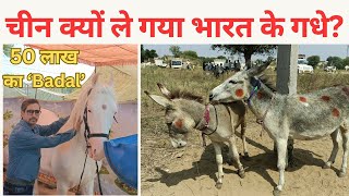 गधों का क्या करता है चीन  Donkey  Nukra Horse  Donkey Story  Gadha  China [upl. by Hiltner]