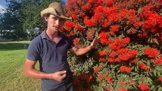 CORYMBIA FICIFOLIA quotRED FLOWERING GUMquot [upl. by Meryl]