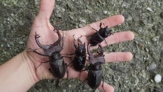 GIANT Lucanus cervus judaicus  Stag Beetle  Hirschkäfer [upl. by Aciraa]