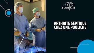 Arthrite septique importante chez une pouliche [upl. by Hephzipah]