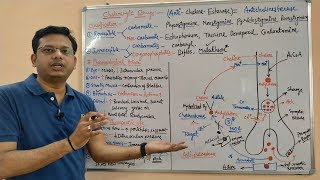 Cholinergic Drugs Part 04  Anticholinesterases Mechanism of Action and Site of Action [upl. by Bovill]