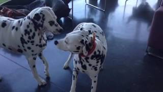 Les chaleurs chez notre dalmatienne quotGracequot [upl. by Notyal]