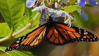 Monarch Danaus plexippus Timucuan Ecological and Historical Preserv [upl. by Barbabra547]