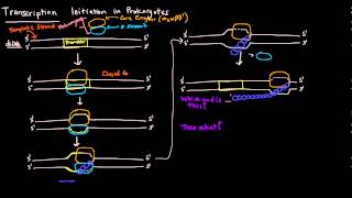 Transcription Part 3 of 6  Initiation in Prokaryotes [upl. by Ahsilrae470]