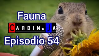 Fauna CardinJa Episodio 54 [upl. by Daile]