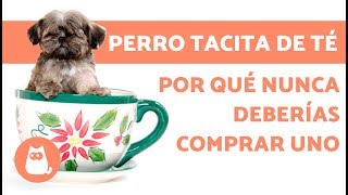 ¿Qué es un perro tacita de té [upl. by Iadrahs382]