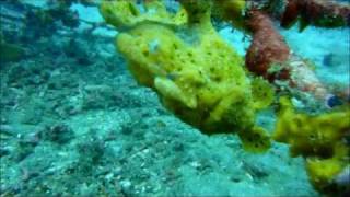 Frogfish  Anglerfisch Jepun [upl. by Marigolda]