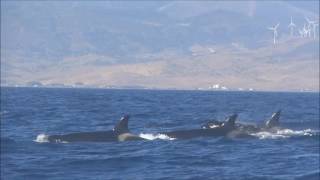 ORCAS in the Strait of Gibraltar excursion with Turmares [upl. by Latoye]