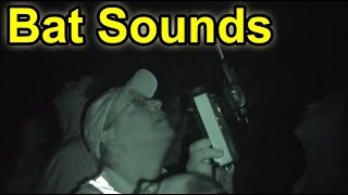 What Do Bats Sound Like Listen amp Hear ItWith A Special Bat Detector [upl. by Trask]