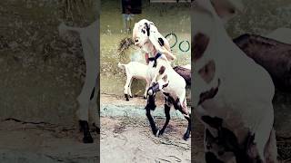 allahuma salli Alaa saiyadina muhammadin  anmol breed line hyderabadi breeder bakra Samad pailaan [upl. by Donavon]