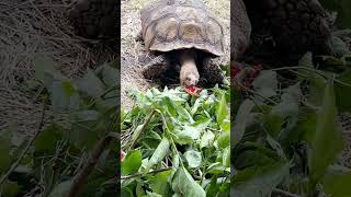 Sulcata Tortoises Eating Hibiscus [upl. by Thad]