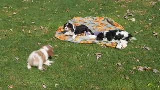 Cavalier King Charles Spaniel Puppies For Sale [upl. by Restivo]