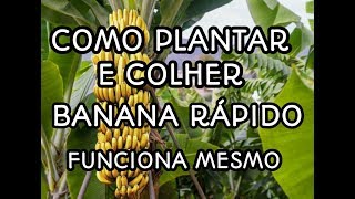 Como Plantar e Colher Banana Rápido Incrivél Técnica [upl. by Edelman]