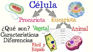 🌐Células Procariotas y Eucariotas🌿🐱  Fácil y Rápido  BIOLOGÍA [upl. by Alena]