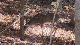 white tailed deer 🦌 [upl. by Etteiram521]