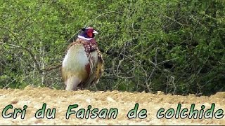 Faisan de Colchide  cri rauque [upl. by Chloras]