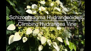 Schizophragma Hydrangeoides Climbing Hydrangea Vine [upl. by Farhi]