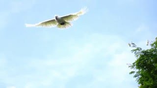 Sulphurcrested Cockatoos in Slow Motion [upl. by Noivad694]