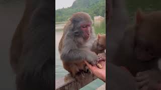 mankey cuteanimal trend cute picmonkey cutemonkey video monckey animals cutepet [upl. by Azyl]