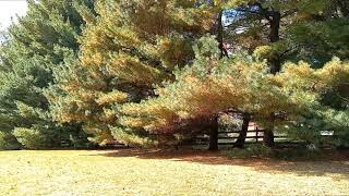 White Pine Trees Turning Yellow Disease or Normal [upl. by Newra]