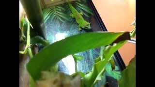 phelsuma grandis feeding [upl. by Elena]