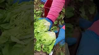 Harvest time 👩🏻‍🌾 Buuterhead lettuce 🥬 [upl. by Scheck]