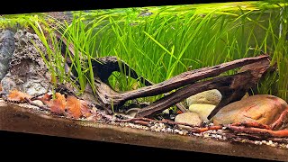 DAVIDS BEAUTIFUL SWORDTAIL BIOTOPE AQUASCAPE [upl. by Brie]