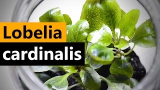 Lobelia Cardinalis planting Emersed Aquarium plant [upl. by Eicaj971]