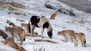 Wild Horse Is Always Seen With A Lynx Family  What a Hunter Discovers WILL ASTOUND YOU [upl. by Airekal177]