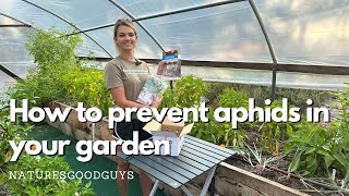 How to get rid of aphids in your organic garden with beneficial insects [upl. by Einnek244]