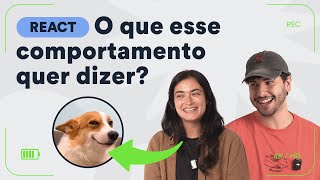 Comportamento canino react de virais  Petz TV [upl. by Moitoso]