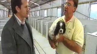 ACABanksia Park Puppy Farm  Shocking and killing dogs for a living [upl. by Stutzman813]