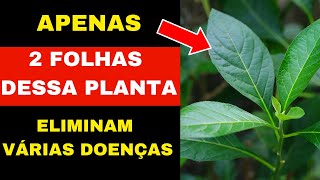 ESSA PLANTA É MAIS POTENTE DO QUE A MAIORIA DOS REMÉDIOS QUÍMICOS [upl. by Nakasuji559]