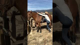 DESENSITIZING Goosie for vaulting horses ranch [upl. by Ylrebnik843]