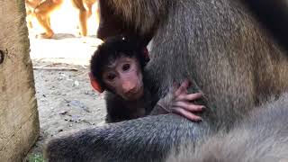 Baby Hamadryas Baboon Born at Oakland Zoo [upl. by Tezile408]